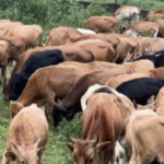 Liberia imports 200 cattle to boost domestic livestock production